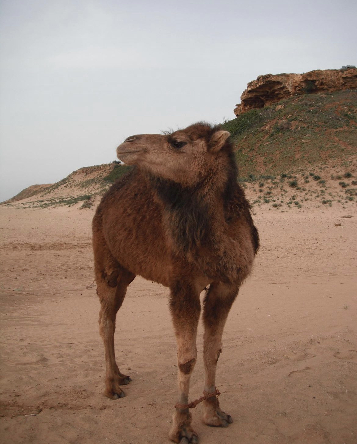 A camel standing on the beach in Tangier, Morrocco