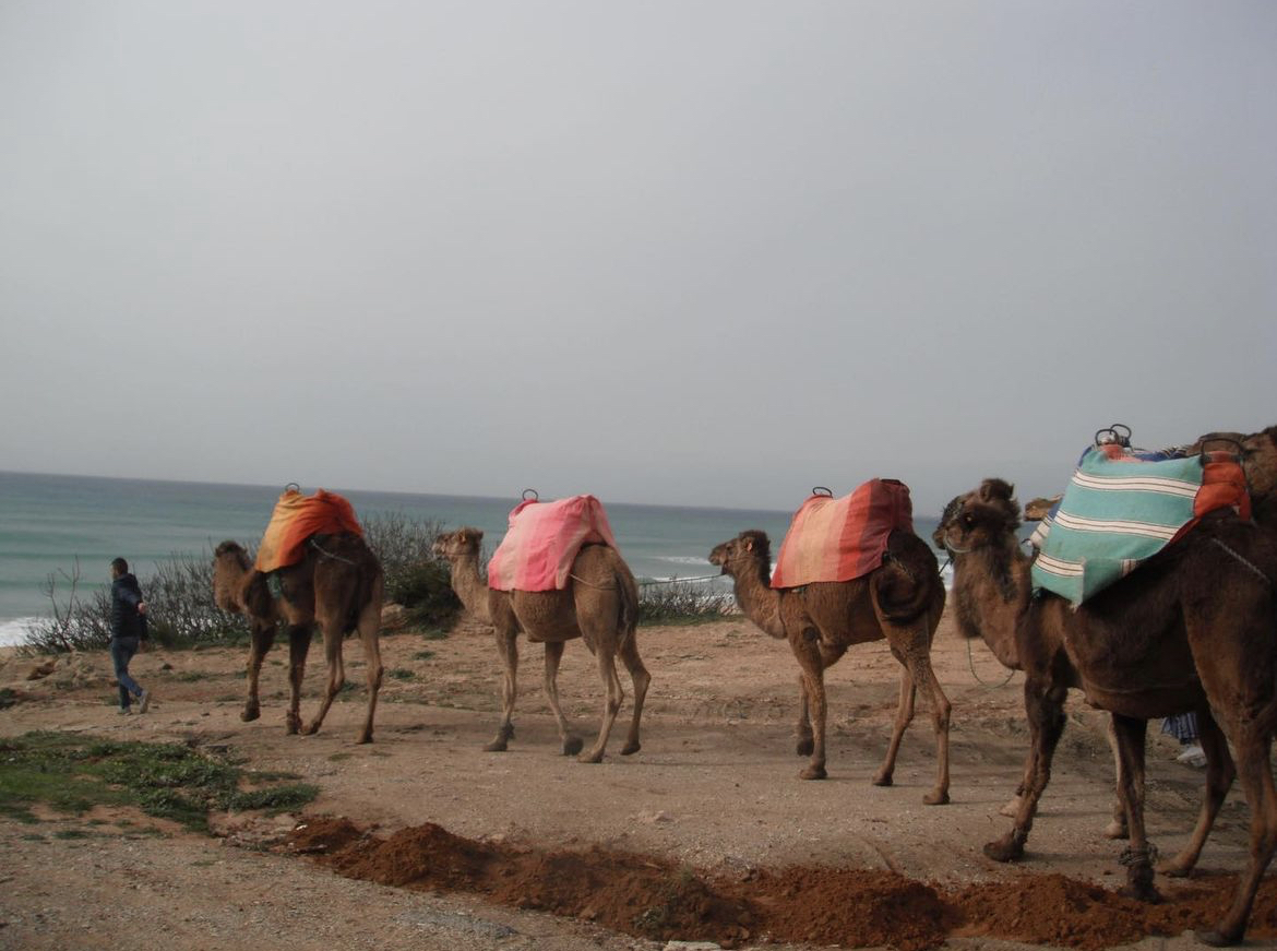 A line of camels walking in Tangier, Morrocco